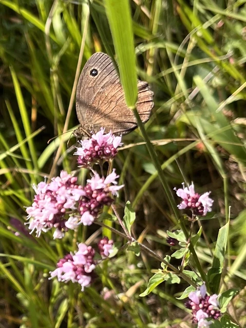 Minois dryas - fekete szemeslepke