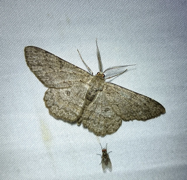 Hypomecis punctinalis - pettyes faaraszoló