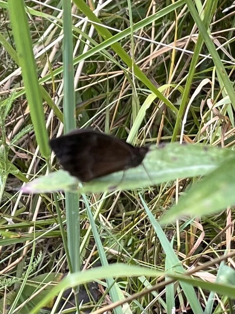 Minois dryas - fekete szemeslepke