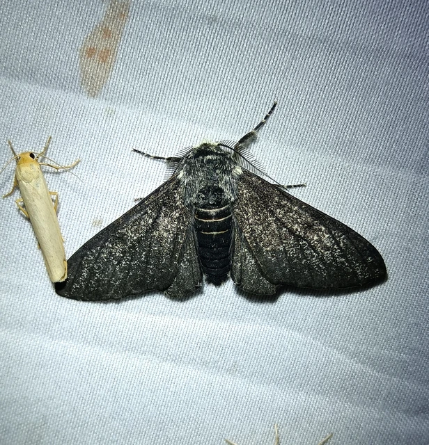Biston betularia - szürkepettyes araszoló
