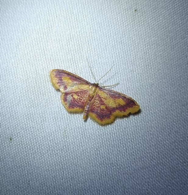 Idaea muricata - mocsári pirosaraszoló