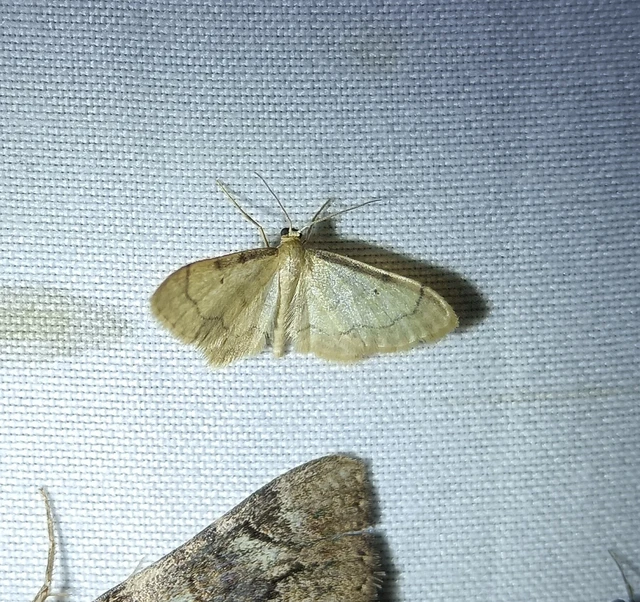 Idaea politaria - vonalas apróaraszoló