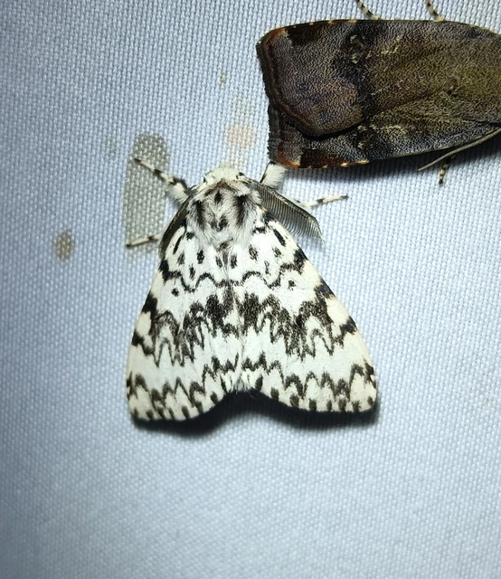 Lymantria monacha - apácalepke