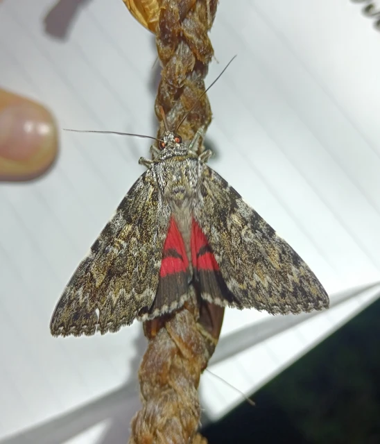 Catocala promissa - kis tölgyfa-övesbagoly