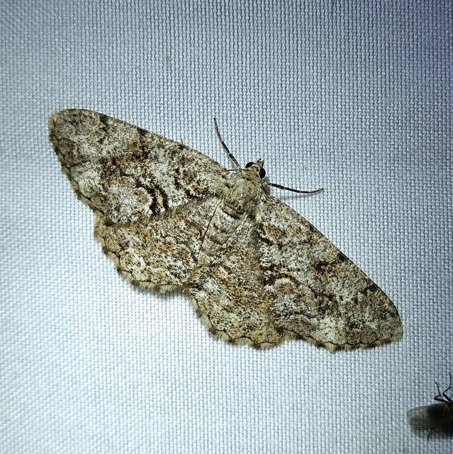 Peribatodes secundaria - fenyő-faaraszoló