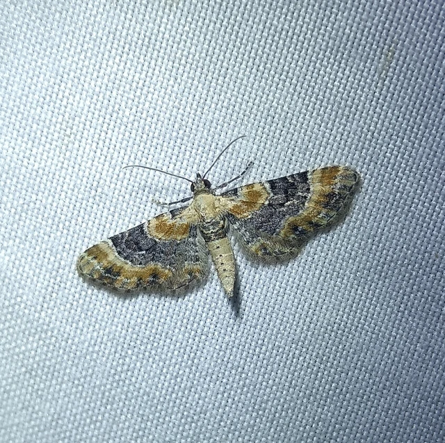 Eupithecia linariata - vonalas törpearaszoló