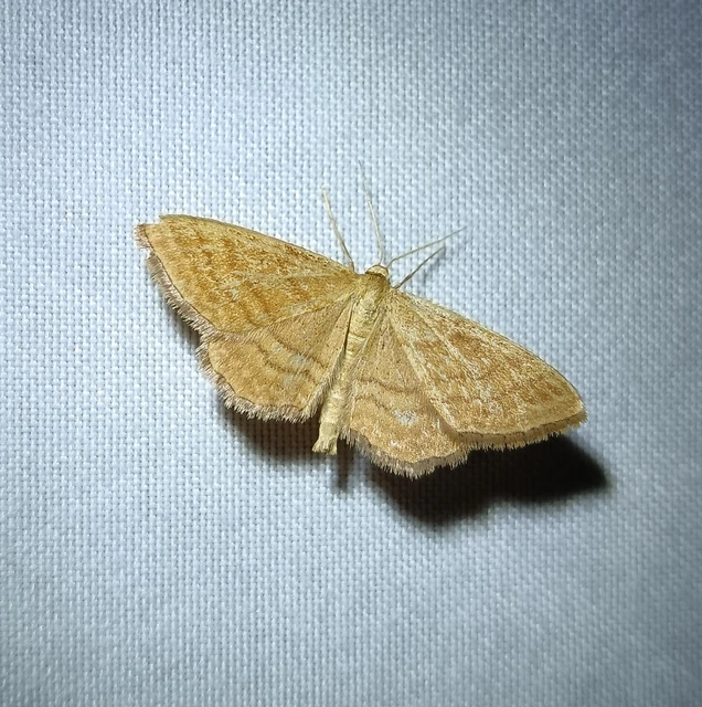 Idaea ochrata - okkerszínű sávosaraszoló