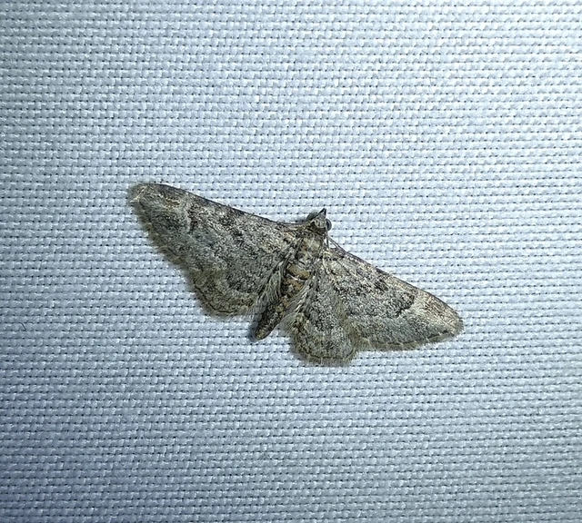 Gymnoscelis rufifasciata - vöröscsíkos törpearaszoló