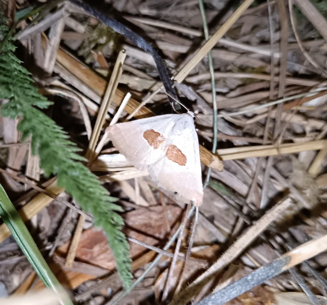 Calymma communimacula - pajzstetűfaló bagoly