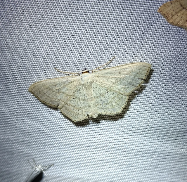 Scopula nigropunctata - feketepettyes araszoló