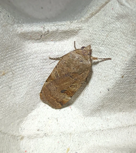 Noctua interposita - köztes sárgafűbagoly