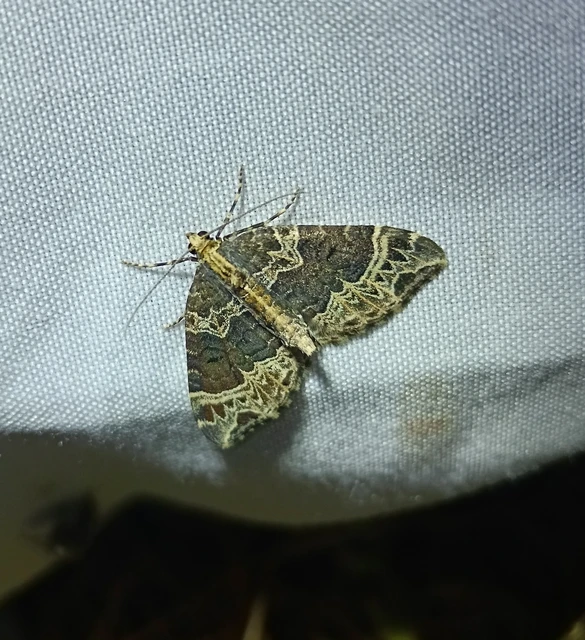 Ecliptopera silaceata - barna tarkaaraszoló