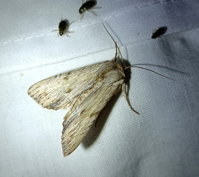 Apamea lithoxylaea - fakó dudvabagoly