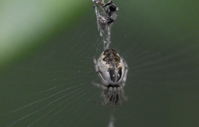 Araneae - Pókok