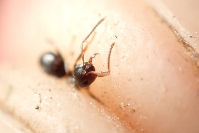 Lasius niger - közönséges feketehangya