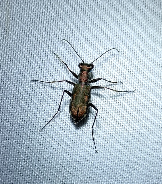 Cylindera germanica - parlagi homokfutrinka