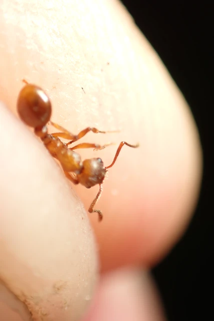 Myrmica rubra - közönséges bütyköshangya