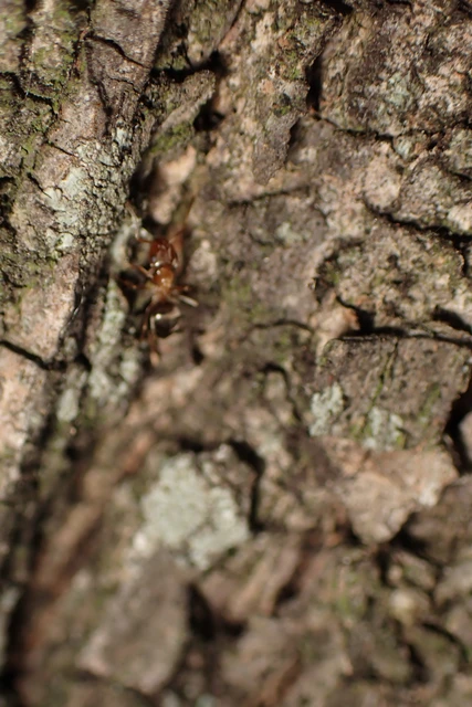 Lasius brunneus - rozsdáshátú feketehangya