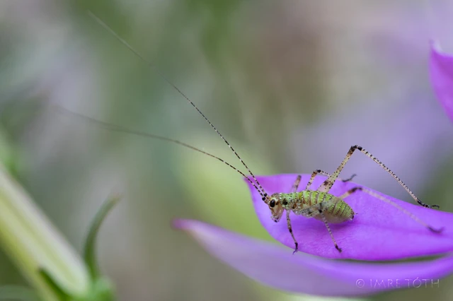 Orthoptera - Egyenesszárnyúak