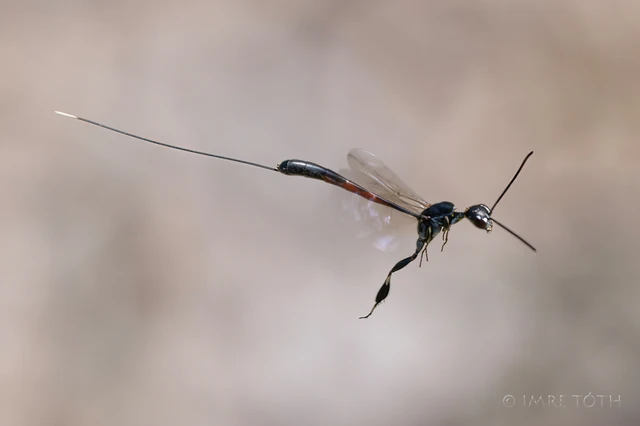 Hymenoptera - Hártyásszárnyúak