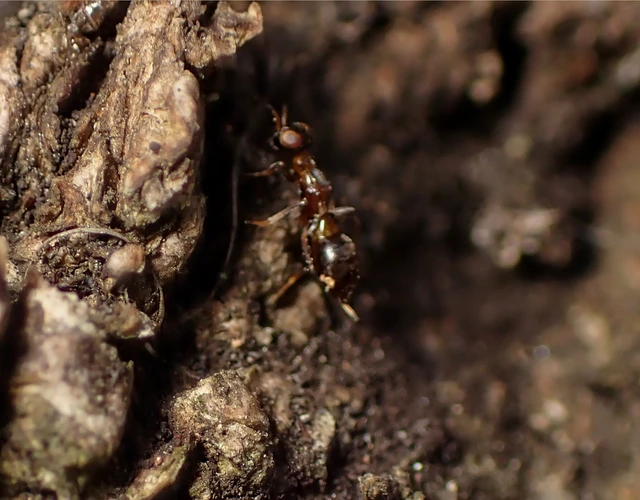 Hymenoptera - Hártyásszárnyúak