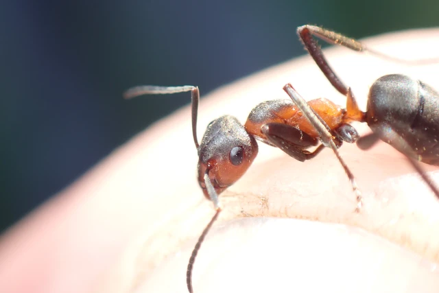 Formica pratensis - réti vöröshangya