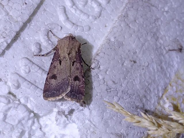 Agrotis exclamationis - felkiáltójeles földibagoly