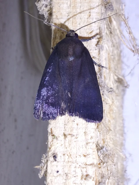 Amphipyra livida - zsírfényű bagoly