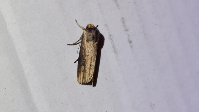 Axylia putris - vonalkás földibagoly