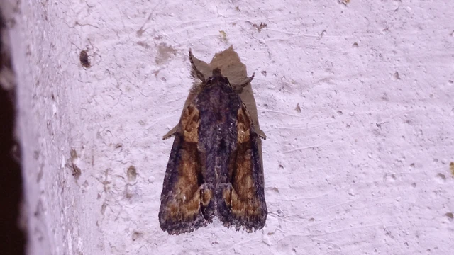 Bryophila raptricula/felina