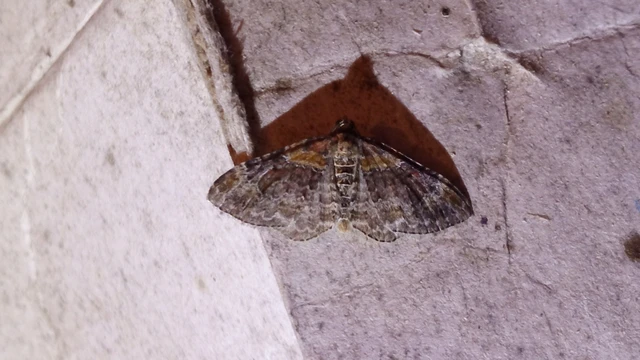 Xanthorhoe spadicearia - sávos tarkaaraszoló
