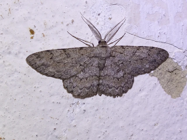 Hypomecis punctinalis - pettyes faaraszoló