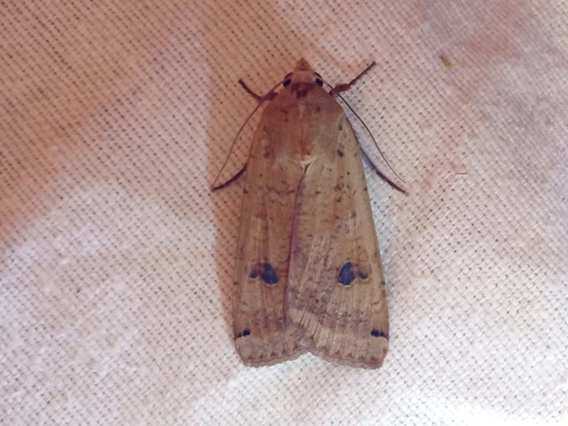 Noctua pronuba - nagy sárgafűbagoly