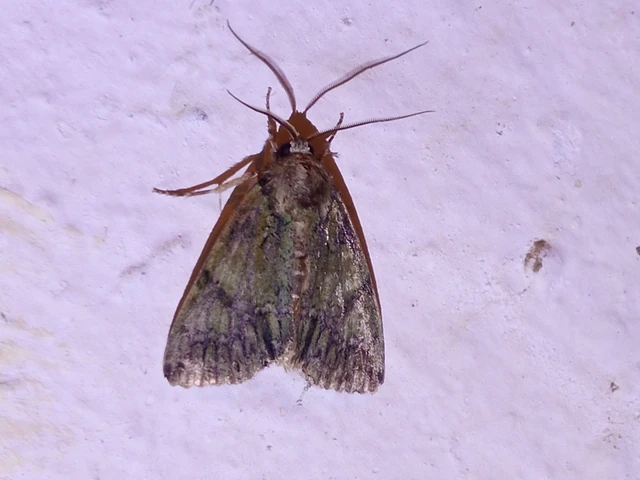 Polyphaenis sericata - selyemfényű erdeibagoly