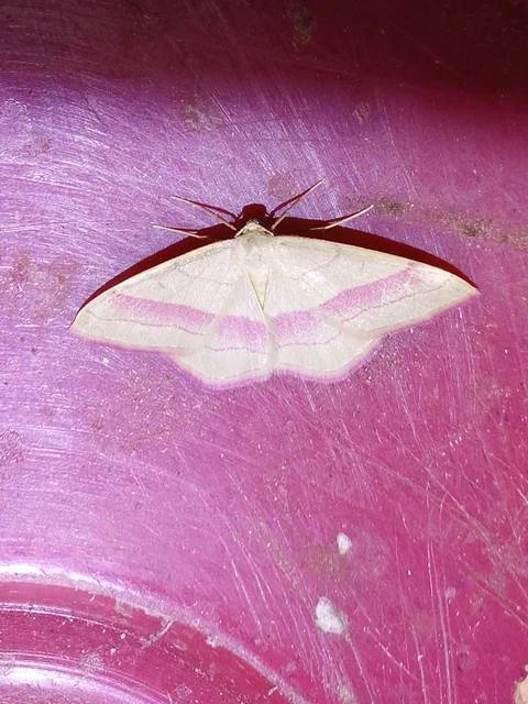 Rhodostrophia vibicaria - pirosszélű araszoló