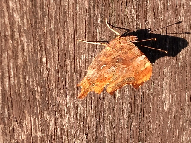 Nymphalis c-album - C-betűs lepke