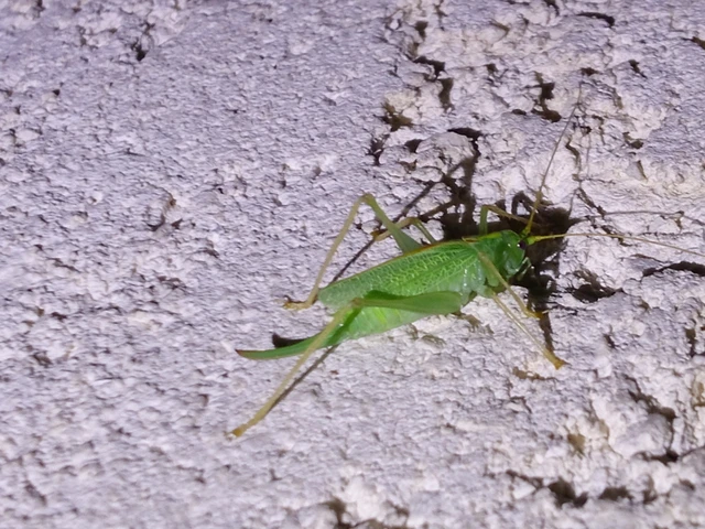 Orthoptera - Egyenesszárnyúak