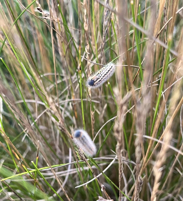 Pentophera morio - réti gyapjaslepke