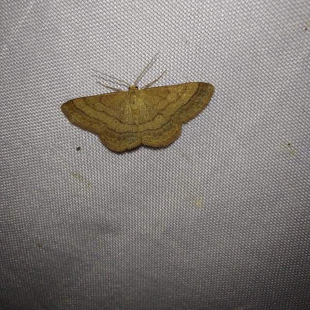 Scopula rubiginata - réti pirosaraszoló