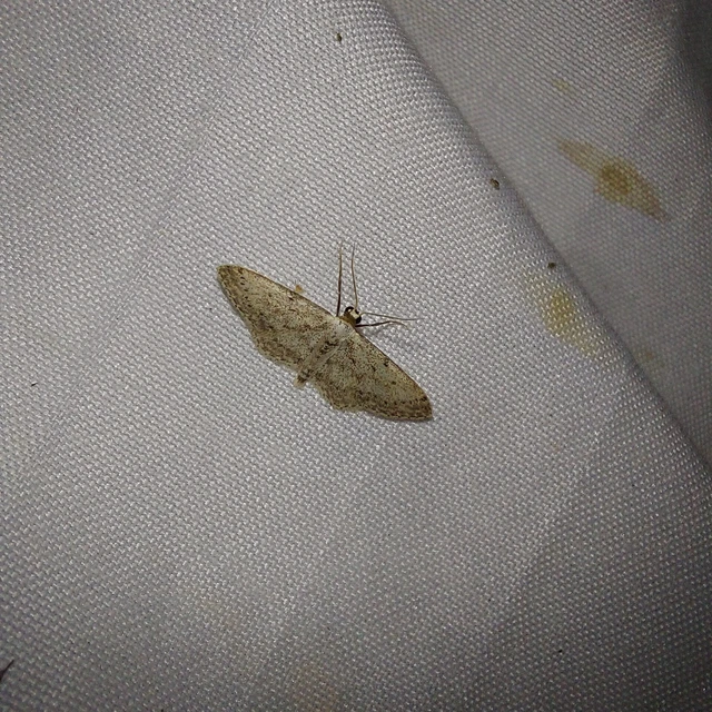 Idaea seriata - szürke apróaraszoló