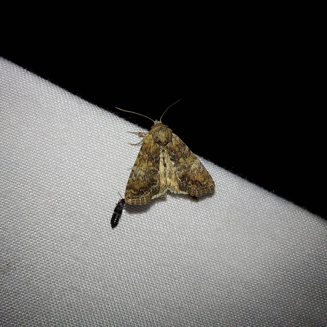 Mesoligia furuncula - kétszínű dudvabagoly