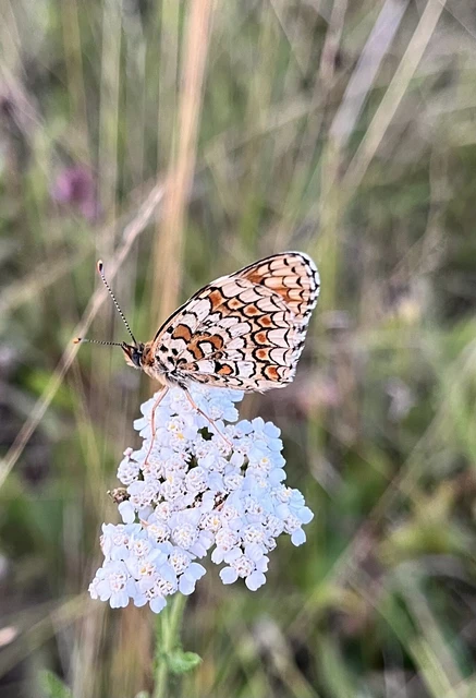 Melitaea phoebe - nagy tarkalepke