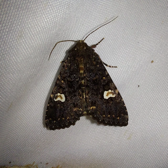 Melanchra persicariae - fehérfoltos kertibagoly