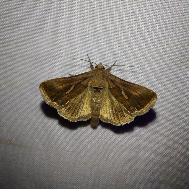 Macdunnoughia confusa - cseppfoltos ezüstbagoly