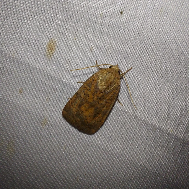 Noctua interjecta - zömök sárgafűbagoly
