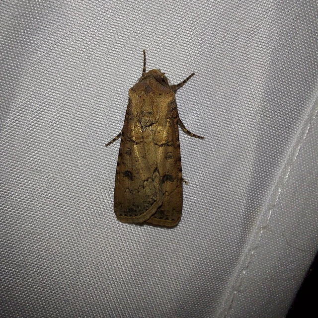 Agrotis segetum - vetési földibagoly