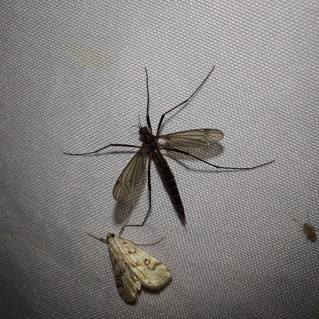 Diptera - Kétszárnyúak Diptera - Kétszárnyúak