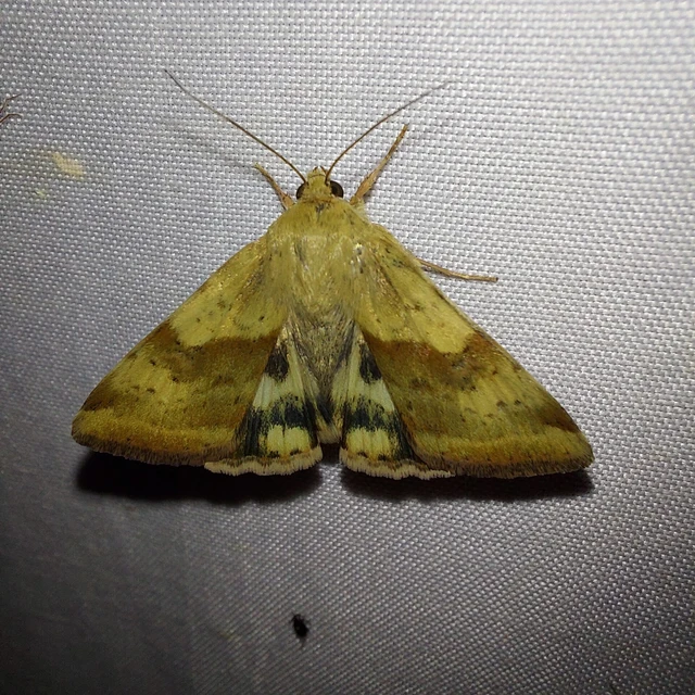 Heliothis adaucta - somkóróbagoly