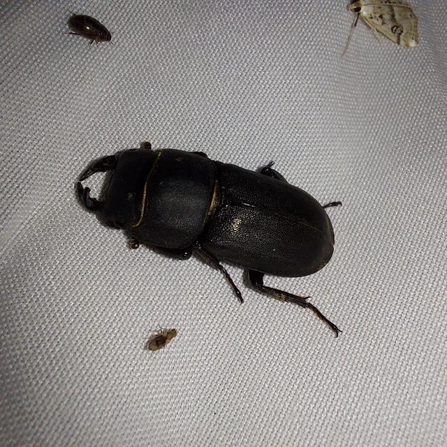 Dorcus parallelipipedus - kis szarvasbogár Dorcus parallelipipedus - kis szarvasbogár
