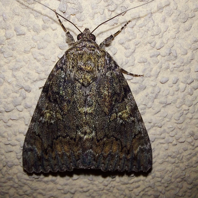 Catocala sponsa/dilecta